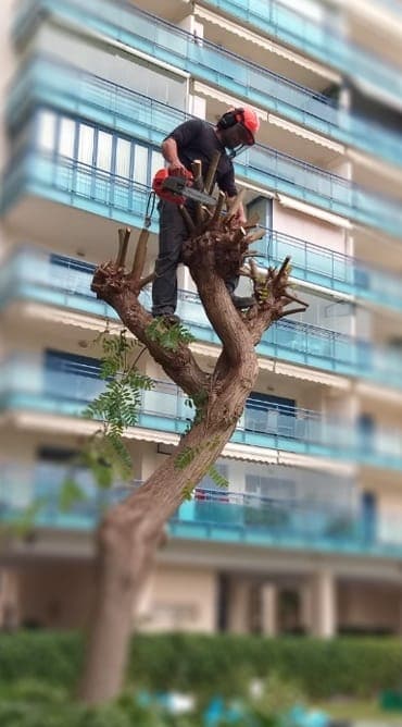 prune-company pruning company