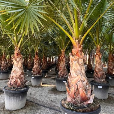 Venta de palmera Washingtonia pequeña