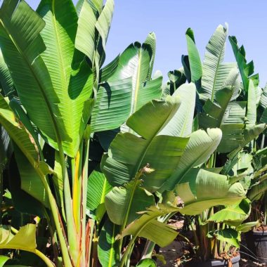 Venta de palmera STRELITZIAS PEQUEÑA