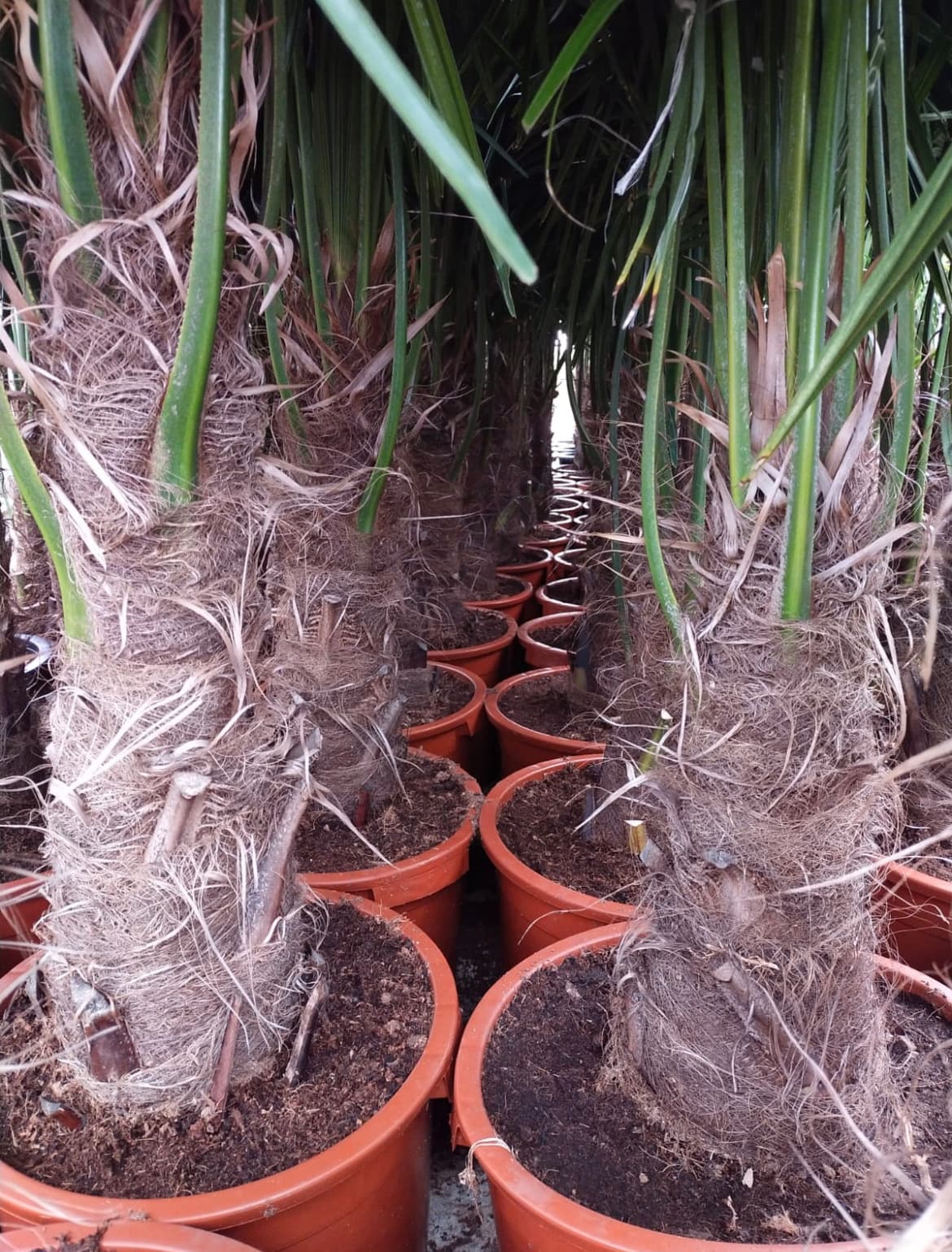 Venta de palmera Trachycarpus pequeña