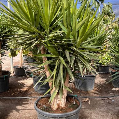 Venta de palmera YUCCA ELEPHANTIPES MEDIANA
