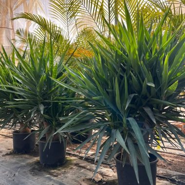 Venta de palmera YUCCA ELEPHANTIPES PEQUEÑA
