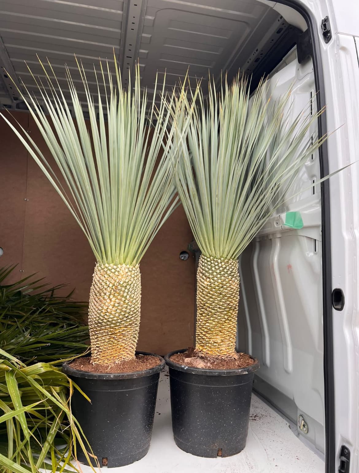 Venta de palmera YUCCA ROSTRATA mediana