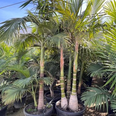 Archontophoenix Alexandrae grupales