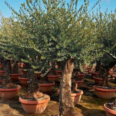 Olivos porte mediano