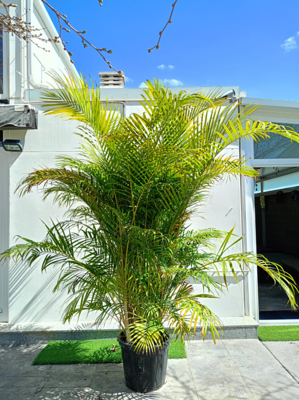 ARECA GRAN PORTE