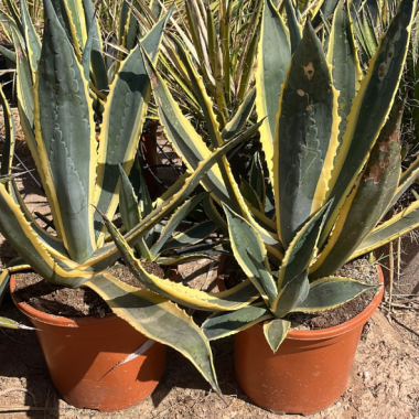 AGAVE AMERICANA VARIEGATA MEDIANA