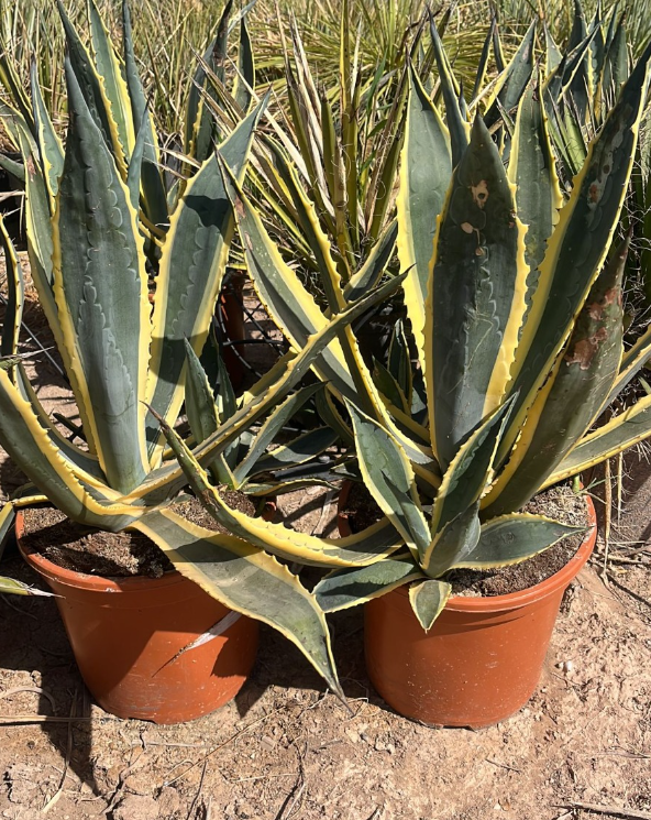 AGAVE AMERICANA VARIEGATA MEDIANA
