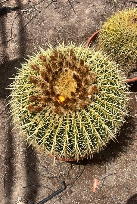 GRUSONII