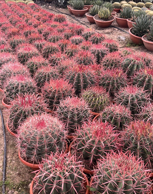 FEROCACTUS STAINESII
