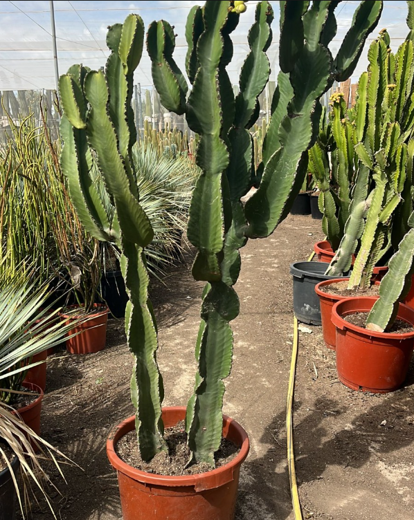 EUPHORBIA 1.5M