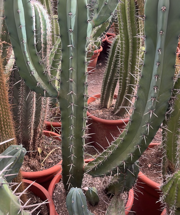 MYTRILLOCACTUS GEOMETRIZANS 70/80