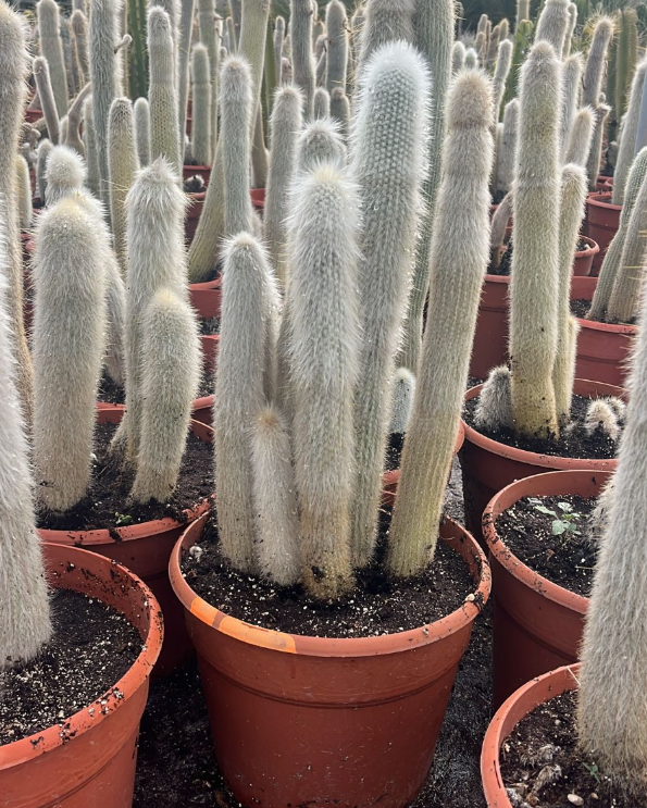 CLEISTOCACTUS 50/60CM