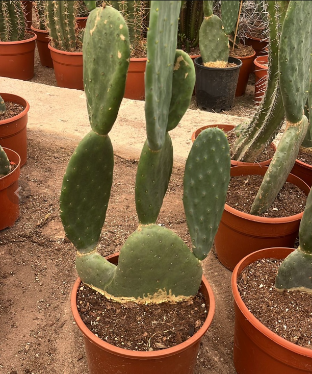 OPUNTIA TITANIA 40/50CM