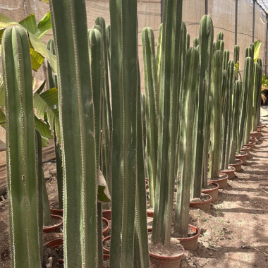 MARGINATUS 1.20/1.30